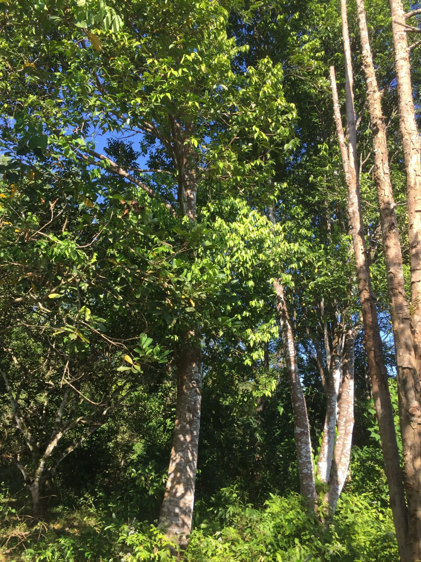 الأكويلاريا شجرة العود