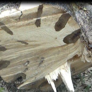 عود سيوفي دبل سوبر – من غابات ناجالاند الفاخرة - الصورة 10